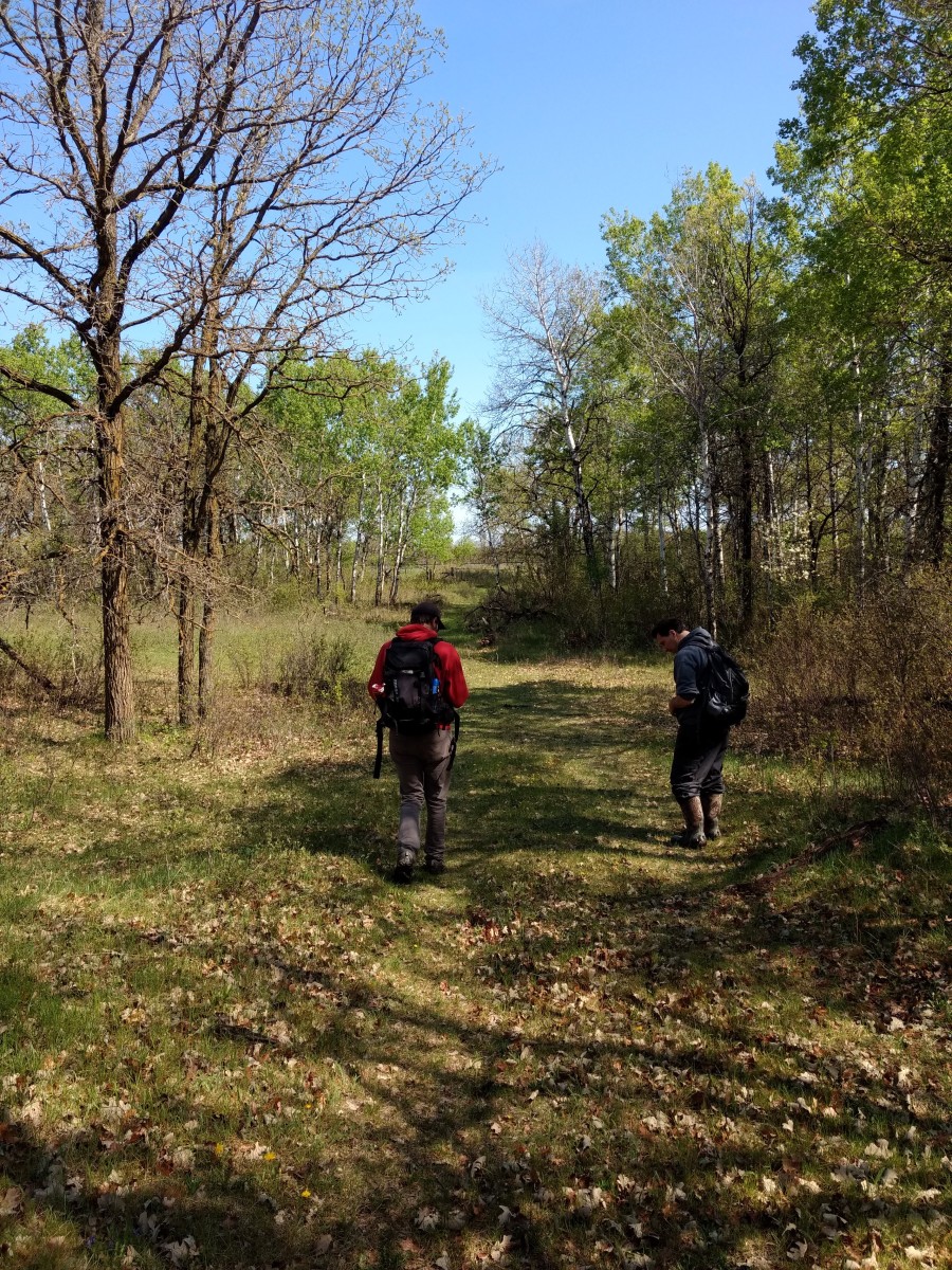 Two people with backpacks walking down a grassy path among trees just leafing out